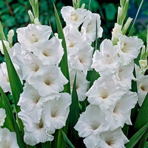 Gladiolus White - 6 Bulbs